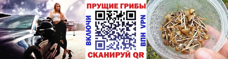 Галлюциногенные грибы Psilocybe Мезень